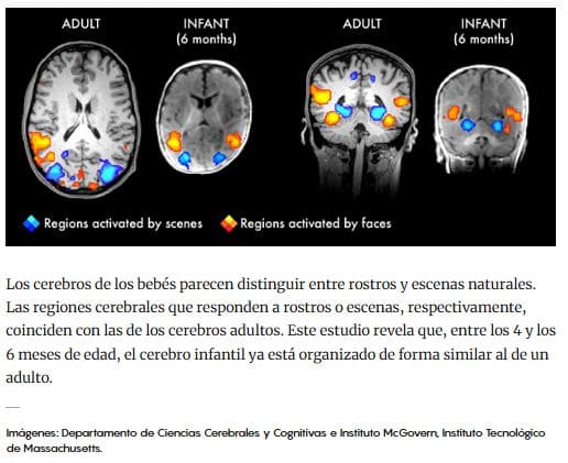 Descubre tu estilo de apego y como influye en tus relaciones - neuroimagen bebe y madre conexiones cerebrales ciencia empirismo psicología